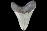 Bargain, Megalodon Tooth - North Carolina #83910-1